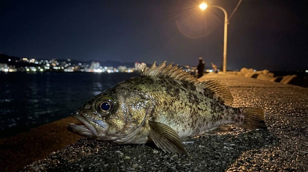 夜の堤防で釣れたメバル